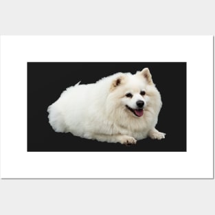 American Eskimo Dog picture Posters and Art